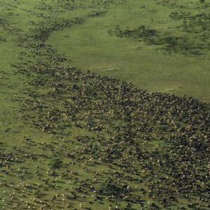 Día Mundial del Medio Ambiente: ¿Por qué se celebra el 5 de junio?