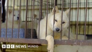 El dilema de Corea del Sur sobre qué hacer con medio millón de perros tras prohibir el consumo de su carne