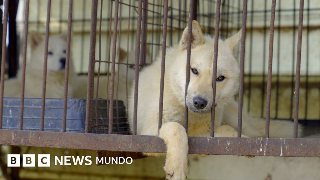 El dilema de Corea del Sur sobre qué hacer con medio millón de perros tras prohibir el consumo de su carne