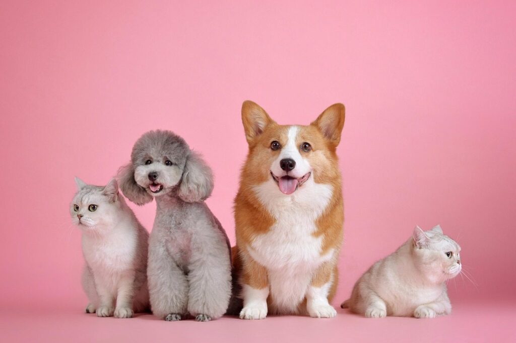 El emprendedor que creó app para el cuidado de las mascotas