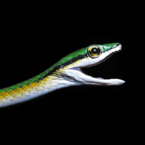 El llamativo descubrimiento de una nueva especie de serpiente con “bigote” en Brasil