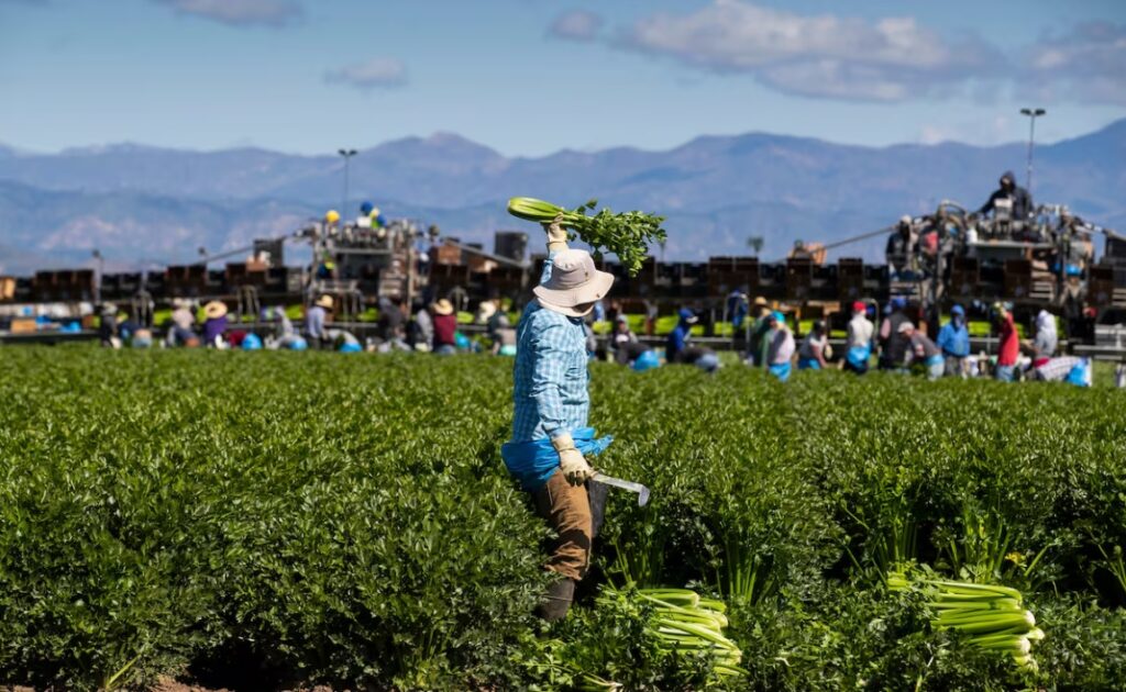 El miedo a las redadas paraliza a los trabajadores agrícolas migrantes en Florida - AlbertoNews