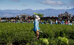 El miedo a las redadas paraliza a los trabajadores agrícolas migrantes en Florida - AlbertoNews