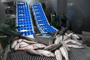 El "salmón turco": El nuevo "oro rosa" del mar Negro