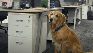 Empresa contrata a un Golden Retriever como director de felicidad para mejorar el ambiente laboral