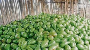En Sucre luchan para que toneladas de cultivos de Montes de María no se pierdan por mal estado de vías terciarias