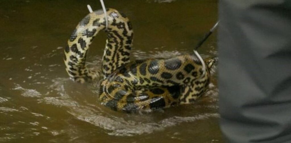 Encuentran una anaconda de tres metros de largo del Amazonas en un arroyo de Alemania