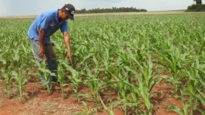Fedeagro descarta desabastecimiento de hortalizas por las lluvias (Detalles) - AlbertoNews