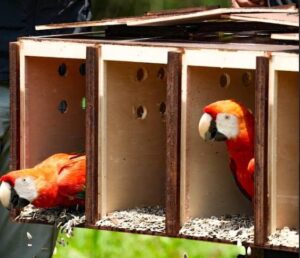 Guárico celebró el Día Mundial del Medio Ambiente con la liberación de guacamayas bandera (Fotos)