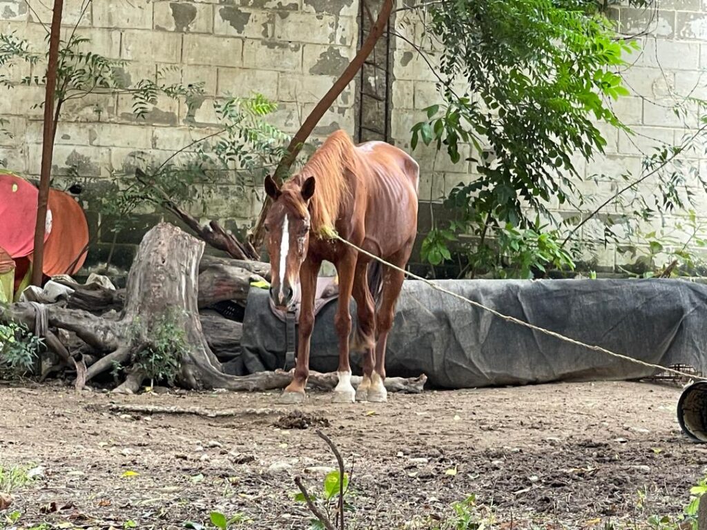 Hay 2 caballos sufriendo hambre y sed en terreno del liceo José María Vargas
