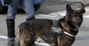 ICE entrena perros anti-FreeCover para redadas contra migrantes