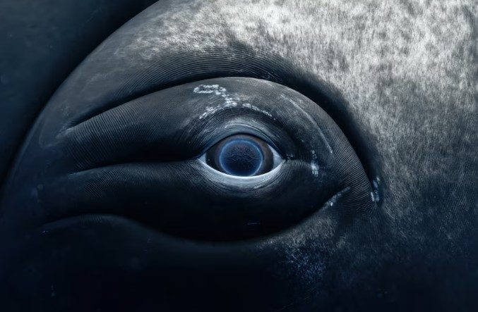 Impactantes imágenes subrayan desafíos marinos en la 20ª Edición del "Día Mundial de los Océanos" - AlbertoNews