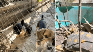 Indignación en Palmira por hombre que tenía 15 animales en cautiverio y en precarias condiciones: fue capturado