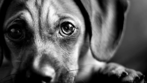 Indignación en Santa Marta por brutal caso de maltrato animal: exigen justicia por Pinky