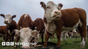 La multimillonaria estafa de las "vacas virtuales" que sacude a Uruguay, uno de los países más ganaderos del mundo