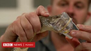 La paradoja del veneno: cómo los animales más letales de Australia salvan vidas