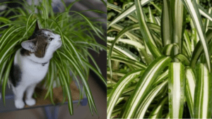 La planta resistente, decorativa y fácil de cuidar, ideal para quienes no tienen experiencia en jardinería