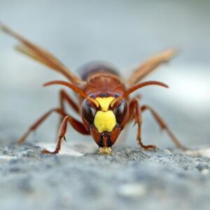 La sorprendente mutación que permite a estos insectos tolerar grandes cantidades de alcohol sin sufrir resaca