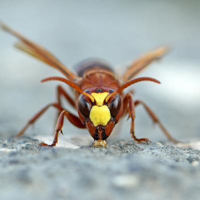 La sorprendente mutación que permite a estos insectos tolerar grandes cantidades de alcohol sin sufrir resaca