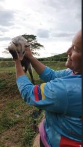 Liberan a pareja de zarigüeyas tras 100 días de cuidados