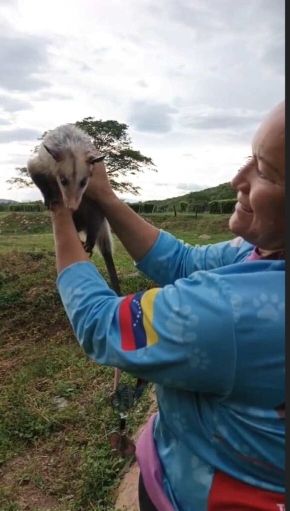 Liberan a pareja de zarigüeyas tras 100 días de cuidados