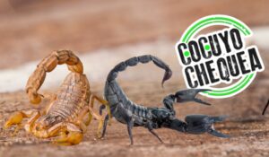 Lo verdadero y lo obsoleto de la historia del escorpión Isabelceciliae