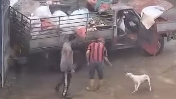 MP abre investigación contra dos hombres por maltrato animal