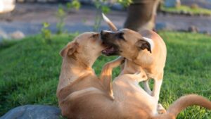 Menor de edad de cabildo indígena de Sampués (Sucre) fue llevado al cepo por maltratar a un perro