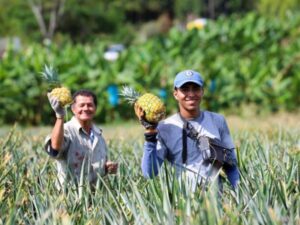 Minagricultura asigna $77.000 millones para insumos agropecuarios en 2025 | Agro | Economía