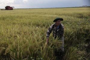 Negocio arrocero entre Vietnam y Cuba transforma paradigmas en cesión de tierras : IPS Agencia de Noticias