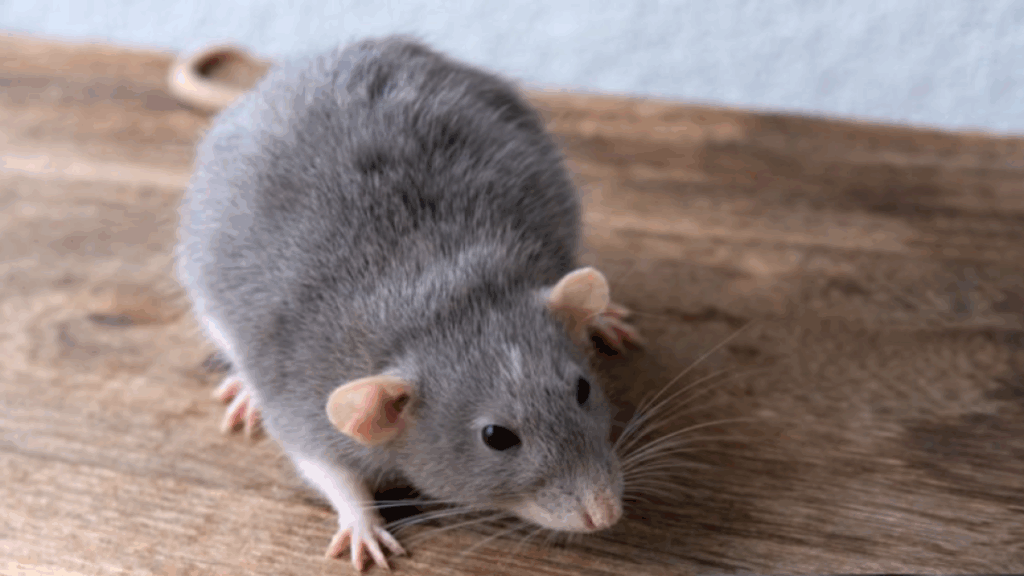 Nueva York reduce avistamientos de ratas con nuevo sistema de recolección de basura
