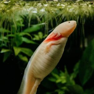 Nueva investigación revela cómo los ajolotes regeneran sus extremidades: por qué el hallazgo es clave para los humanos