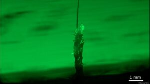 Observan por primera vez "torres vivientes" de gusanos – DW – 06/06/2025