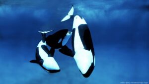 Orcas fueron vistas usando algas para exfoliarse mutuamente – DW – 23/06/2025
