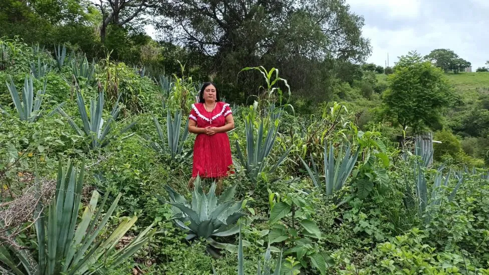 Pequeños productores mexicanos buscan endulzar el trago amargo del mezcal : IPS Agencia de Noticias