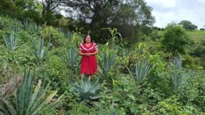 Pequeños productores quieren endulzar el trago amargo del mezcal : IPS Agencia de Noticias