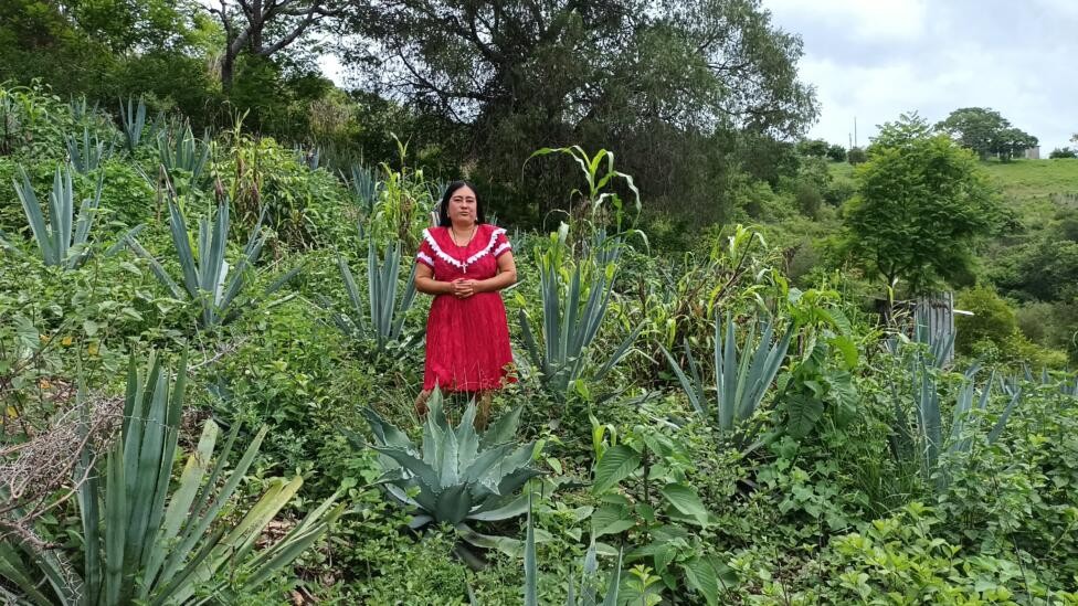 Pequeños productores quieren endulzar el trago amargo del mezcal : IPS Agencia de Noticias
