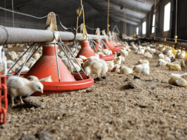 Producción de pollo en Colombia crece en 2024 y se intensifica control a importaciones bajo TLC | Agro | Economía
