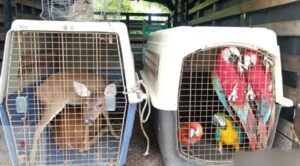 Rescatan a más de 1.000 animales silvestres en cautiverio