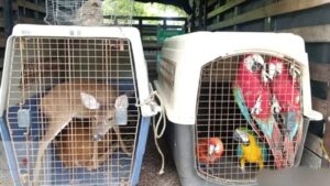 Rescatan más de 1.000 animales silvestres que estaban en cautiverio