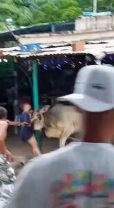 Toro corneó a una joven en fiesta de San Juan en Choroní