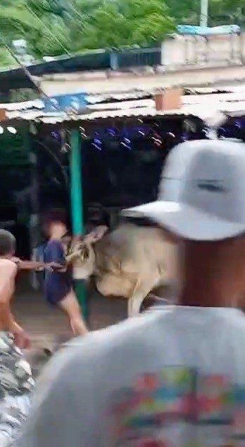 Toro corneó a una joven en fiesta de San Juan en Choroní