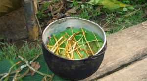 Turista estadounidense muere tras ingerir ayahuasca durante un ritual espiritual en Perú