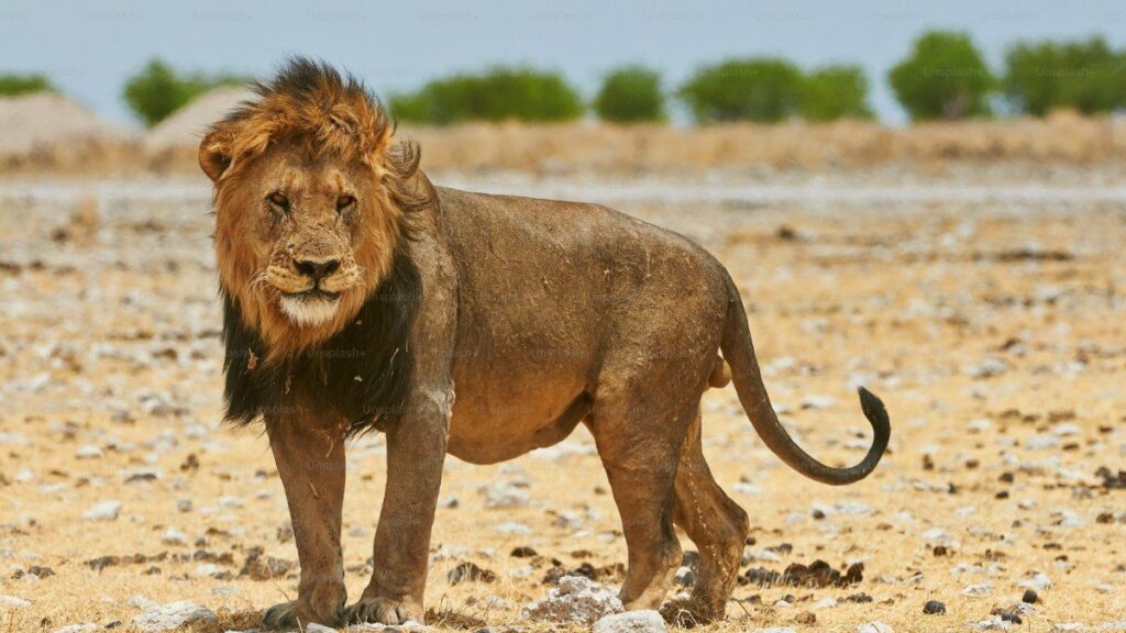 Un león mató a un turista en un safari de lujo en Namibia