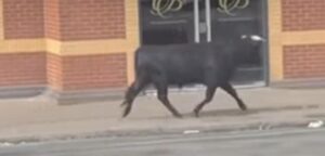 Un toro de lidia causa revuelo en las calles de Birmingham y despierta el asombro de los vecinos
