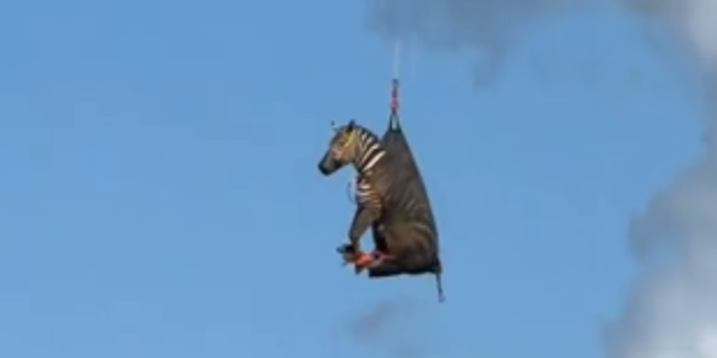 Una cebra es rescatada en helicóptero después de estar fugada durante más de una semana en EE.UU.
