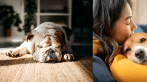 Veterinario revela dónde deben dormir los perros durante las noches frías y cómo protegerlos de las bajas temperaturas