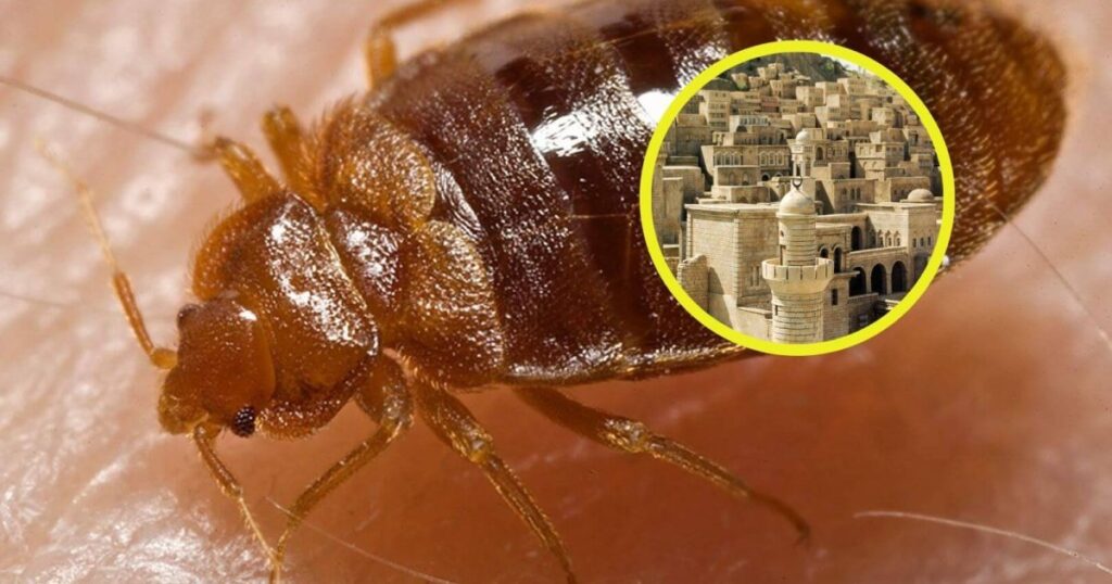 descubren que las chinches podrían ser la primera plaga urbana de la historia, hace más de 7.000 años