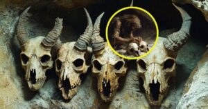 hallan acumulaciones intencionales de cráneos animales en la cueva de Des-Cubierta (Madrid)