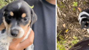 la encontró mientras buscaba a su caballo extraviado